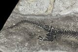 Discosauriscus (Early Permian Reptiliomorph) - Czech Republic #106347-2